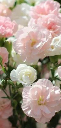 This live phone wallpaper features a vase filled with pink and white flowers