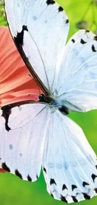 This phone live wallpaper captures a vibrant and mesmerizing scene of a butterfly perched on a colorful flower