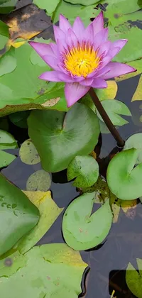 This phone background features a high-quality photograph of a vibrant purple lily flower on a green leaf, resting gently on a pond