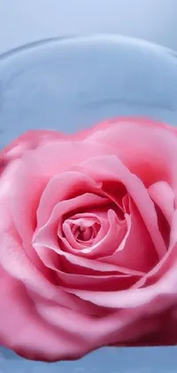 This live wallpaper for your phone showcases a beautiful pink rose held within a glass ball surrounded by blue ice