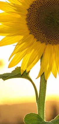This live wallpaper is a breathtaking depiction of a vibrant sunflower amidst a backdrop of a clear blue sky