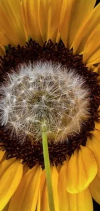 This phone live wallpaper showcases a stunning close-up of a yellow sunflower and dandelion with intricate details