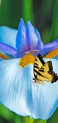 This live wallpaper showcases a stunning yellow and black butterfly resting delicately on a beautiful blue flower, all surrounded by yellow irises and realistic details