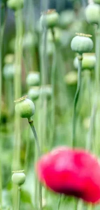 This live wallpaper displays a stunning red poppy contrasting against a field of green poppies