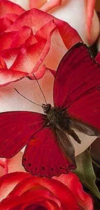 This phone live wallpaper showcases a stunning close-up of a red and white rose with a butterfly resting on a petal