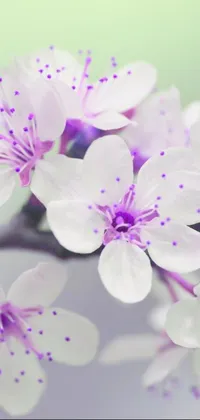 Introducing a stunning live wallpaper for your phone! This digital art wallpaper features a close-up image of numerous white flowers in vibrant bloom