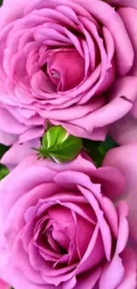 This mobile live wallpaper showcases stunning pink roses in full bloom, held by a person's hand in a close-up shot with a profile frame