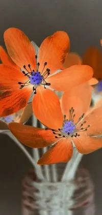 This mobile live wallpaper showcases a beautiful vase bursting with orange flowers, designed to enhance the natural feel of your phone's display
