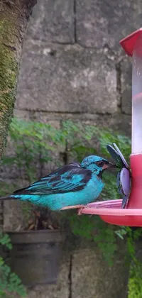 This stunning live phone wallpaper showcases a pot-bellied bird perched on a turquoise-colored metal feeder