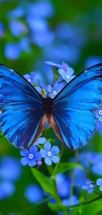 Get ready to be amazed by the stunning Blue Butterfly Live Wallpaper! This vivid wallpaper features a beautiful blue butterfly perched atop a delicate blue flower, set against a backdrop of flying butterflies