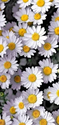 This phone live wallpaper features beautiful white flowers with bright yellow centers against a clean white background