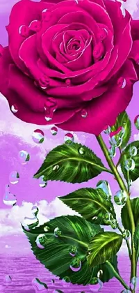This live wallpaper features a pink digital rose covered in water drops, sitting on top of a lush green plant