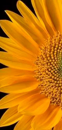 Introducing an exquisite phone live wallpaper featuring a spectacular close-up of a sunflower in golden ratio