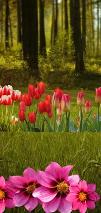 Looking for a stunning live wallpaper to brighten up your phone's background? Look no further! This digital rendering features a beautiful field of tulips that have been photorealistically rendered to add a burst of vibrant color to your device
