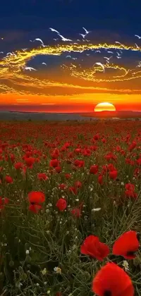 This stunning live wallpaper features a panoramic view of a red poppy field where the flowers gently sway in the breeze against a beautiful sunset backdrop