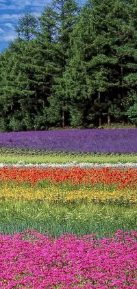 This phone live wallpaper features a field of colorful flowers alongside tall trees, providing an enjoyable visual