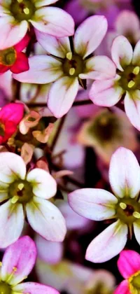 This stunning phone live wallpaper captures the delicate beauty of pink and white flowers in a close-up macro photograph