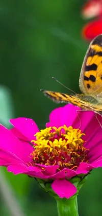 This stunning <a href="/">phone live wallpaper</a> features a beautiful butterfly resting on a pink flower