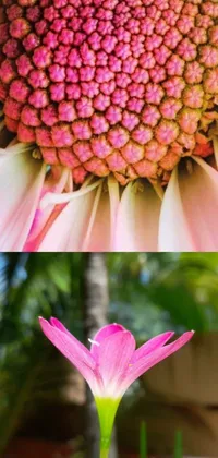 This Pink Flower Live Wallpaper showcases a beautiful pink flower on top of a green plant, in an epic diptych with Australian wildflowers and vibrant colors