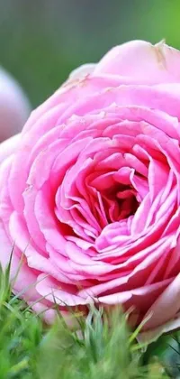 This phone live wallpaper depicts a breathtaking pink rose set against a stunning green field