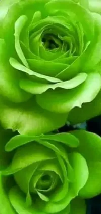 This exquisite phone live wallpaper showcases two green roses in stunning detail