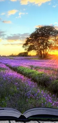 Download Lavender Field Under Peach Dusk Skies Wallpaper