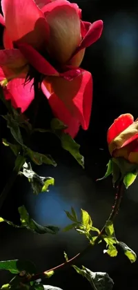 This phone live wallpaper showcases two striking red roses side by side in an exquisite portrait of romanticism