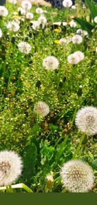 This stunning phone live wallpaper features a lush green field dotted with delicate white dandelions