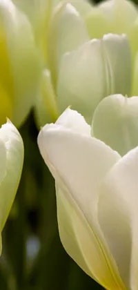 This phone live wallpaper features a beautiful close-up of white tulips in pastel green