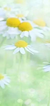 Enhance the look and feel of your smartphone with this stunning live wallpaper featuring a field of white and yellow flowers