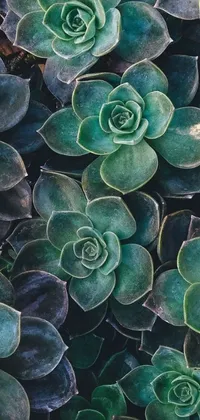 This vibrant phone live wallpaper features a close-up view of green pricky plants, with excellent detailing and texture