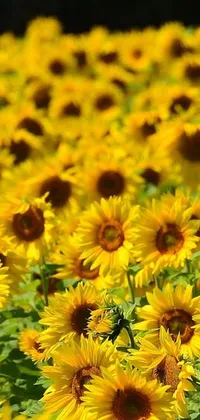 This phone live wallpaper features a stunning image of a field of yellow sunflowers on a sunny day