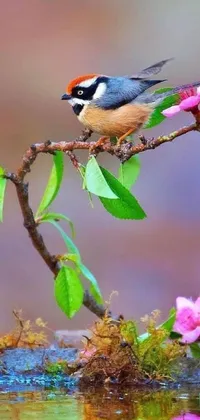 This phone live wallpaper features a small bird perched on a tree branch surrounded by colorful flowers that change according to the seasons: spring petals, summer sunflowers, autumn leaves, and winter snow