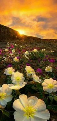 This live wallpaper for your phone showcases a tranquil field of white flowers against a stunning sunset background