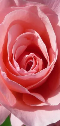 Experience the breathtaking beauty of nature on your phone with this stunning close-up live wallpaper of a pink rose in full bloom