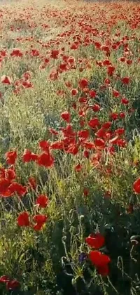 This phone live wallpaper features a vibrant field of red flowers under the golden glow of the sun