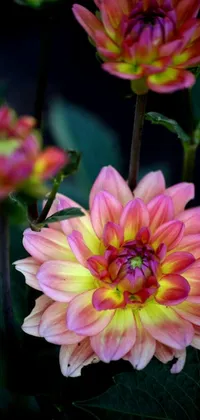 This phone live wallpaper showcases a beautiful close-up shot of a pink and yellow dahlia flower