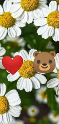 This live wallpaper design features an adorable teddy bear with a heart in the middle of a daisy-filled field
