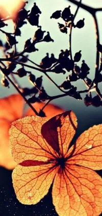 This phone live wallpaper showcases an intricate leaf on a tree branch close up in warm orange hues