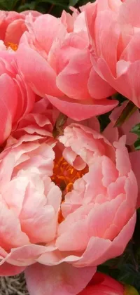 This pink flower live wallpaper features a close-up view of peonies captured through stunning photography