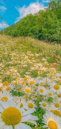 This phone live wallpaper features a picturesque field filled with stunning white and yellow flowers that contrast beautifully against the lush green grass