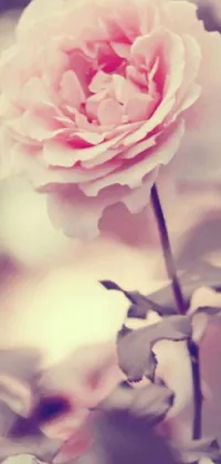 This phone live wallpaper showcases a stunning close-up of a pink rose within a tree