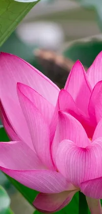 Get mesmerized by this phone live wallpaper featuring a close-up shot of a beautiful pink flower with green leaves