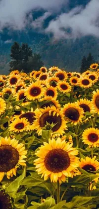 This dynamic live wallpaper is a nature lover's dream, featuring a magnificent field of sunflowers with astounding mountain scenery in the backdrop