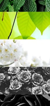 This phone live wallpaper boasts a captivating image of black and white flowers and leaves in a serene environment