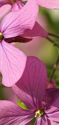 This phone live wallpaper is a stunning depiction of purple flowers including flickr, flax, cosmopolitan, and flowering vines that create a mesmerizing visual experience