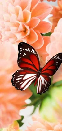 This beautiful phone live wallpaper showcases a vibrant close up of a butterfly perched on a flower, captured in romantic red and white colors