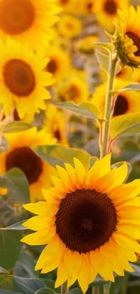 This stunning live wallpaper captures the beauty of a sunflower field basking in the warm glow of a sunny day