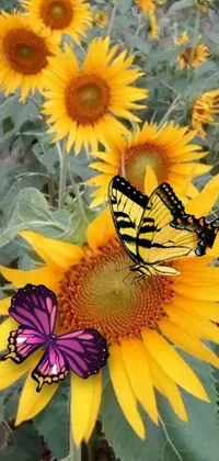 This yellow and purple phone live wallpaper features a digital art butterfly resting on top of a bright yellow sunflower