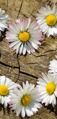 This live wallpaper showcases a delightful heart comprised entirely of daisies, positioned on an earthy piece of wood